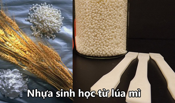 NHỰA SINH HỌC TỪ LÚA MÌ