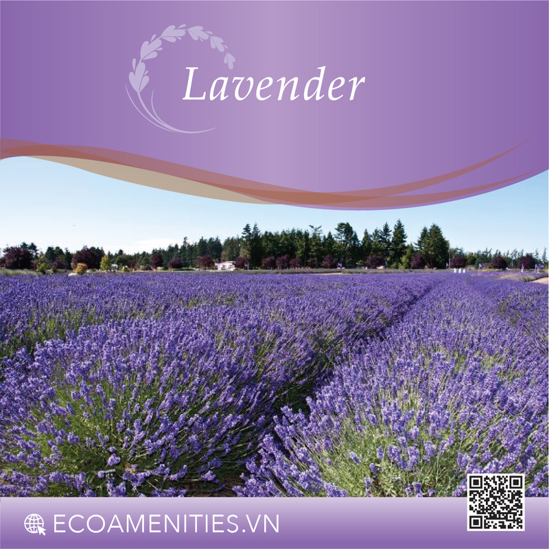 ✅ Hương Lavender đến từ Pháp