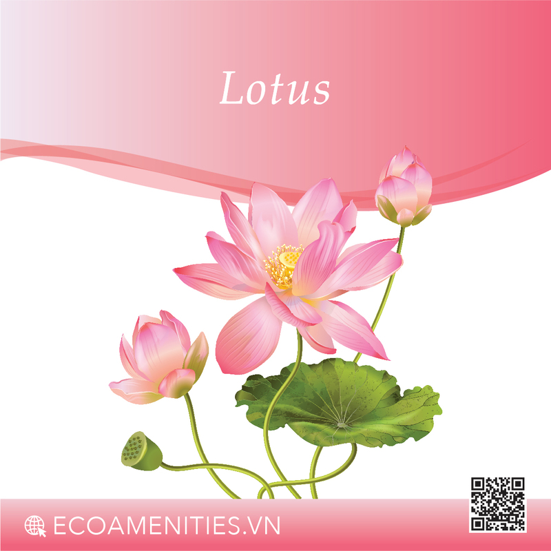 ✅ Tinh dầu Sen đến từ Pháp