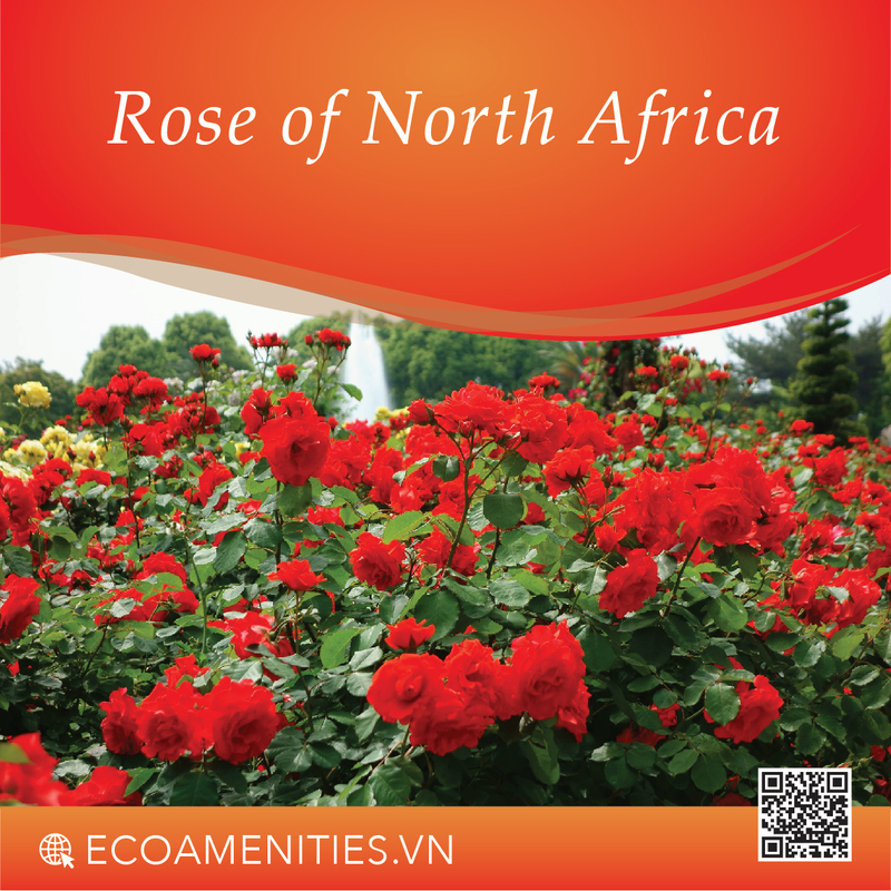 Danh mục mùi hương dùng trong mỹ phẩm