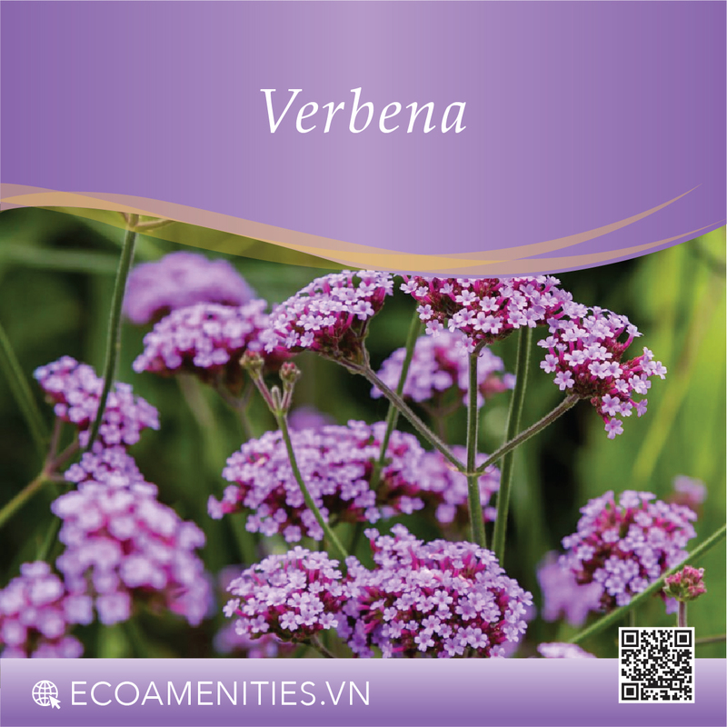 Danh mục mùi hương dùng trong mỹ phẩm