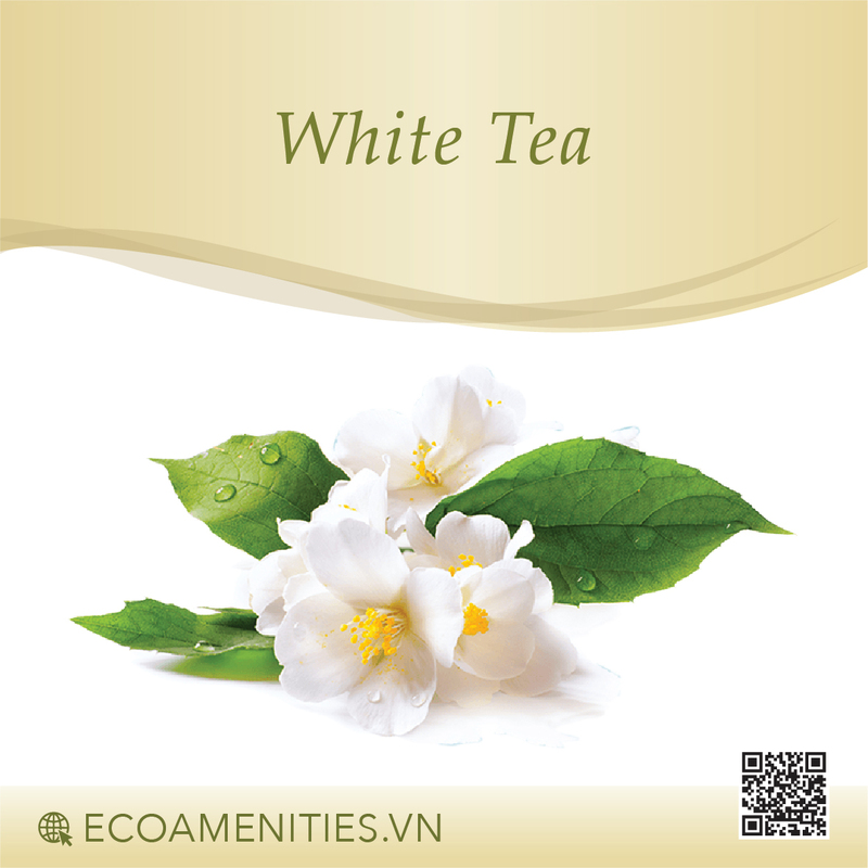 ✅ Tinh dầu Trà Trắng đến từ Pháp